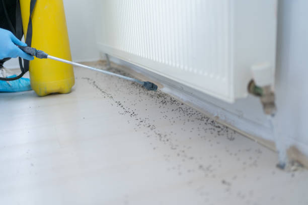 Best Wasp Removal Services  in Dalzell, SC